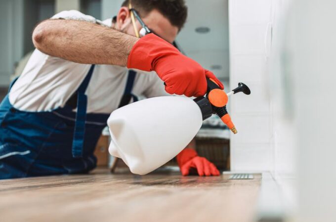 Budget-Friendly Pest Control Tips for Saving on Services