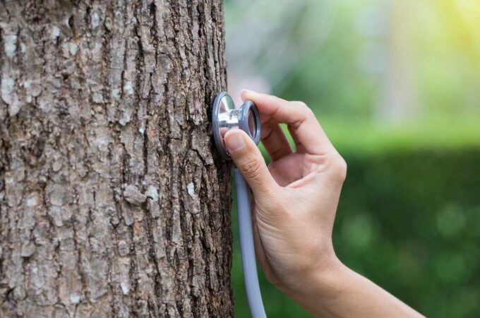 The Essential Guide to Tree Service – Everything You Need to Know