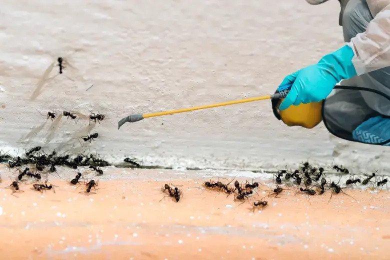 pest control Winnipeg