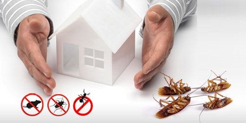pest control company Winnipeg